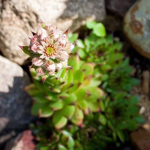 Netřesk střešní – Sempervivum tectorum – prodej semen netřesku
