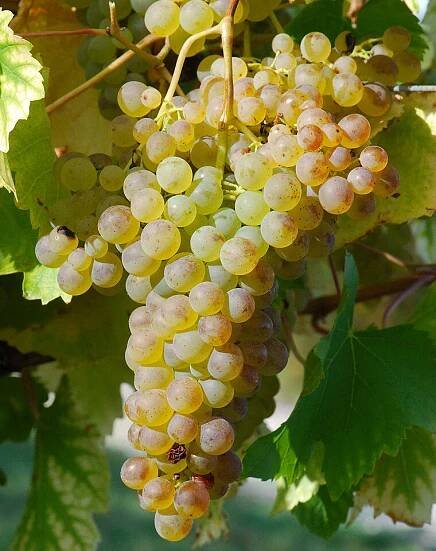 Tutorials, Classes and Tastings — Sea Gate Wines