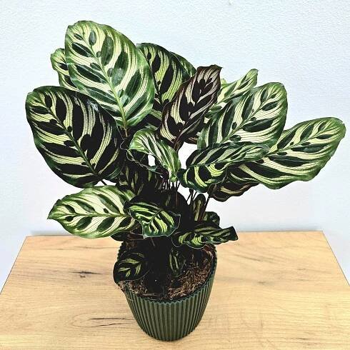 Calathea – exotická kráska s fascinujícími listy - Gardemo