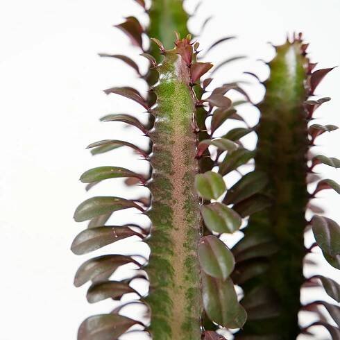 Euphorbia trigona Rubra Ø12cm