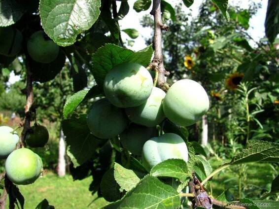 Renklóda zelená claudiana (Prunus domestica)
