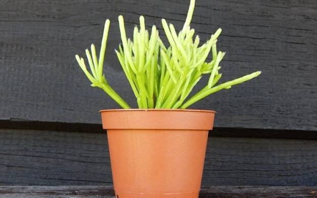 Rhipsalis cassutha - kaktusy a sukulenty