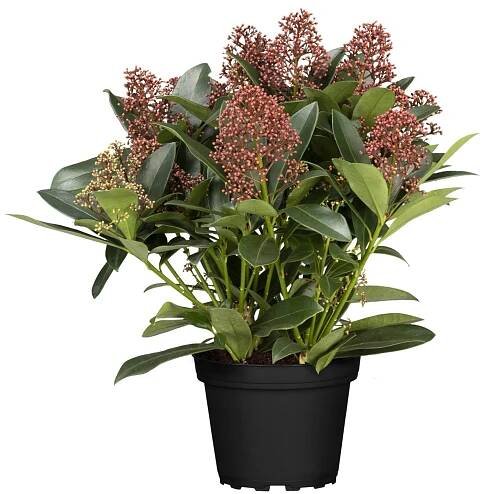 Landgard Skimie japonská (Skimmia japonica) "Rubella" cca výška 30-40 cm, 1,5 l nakoupit u OBI