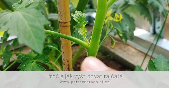 Jak a proč zaštipovat rajčata