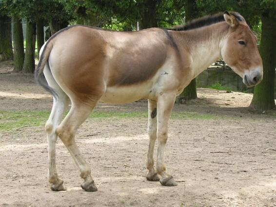Equus kiang (kiang) | BioLib.cz