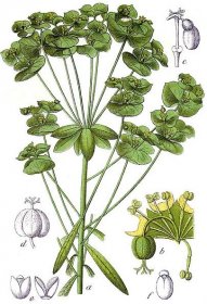 Soubor:Euphorbia esula Sturm31.jpg – Wikipedie
