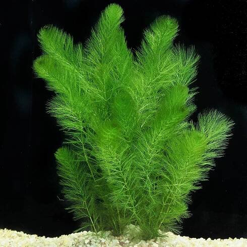 Best Quality Freshwater Aquarium Plants Largest Aquatic Plant Nursery Florida — Florida Aquatic Nurseries