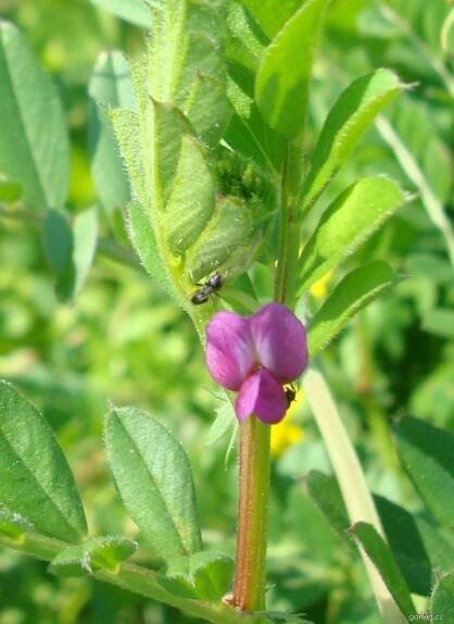 Vikev setá - Vicia sativa