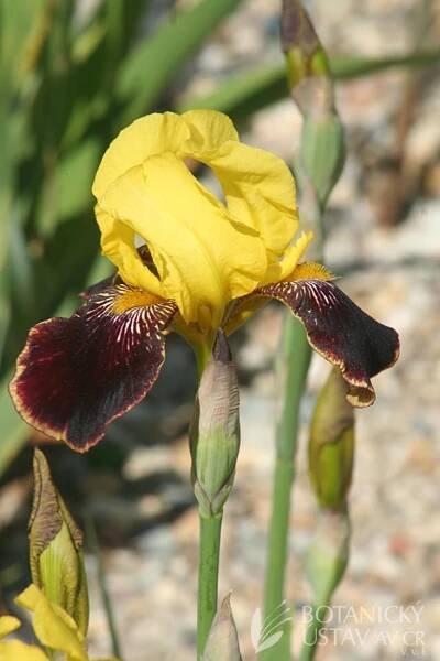 Iris barbata elatior Gay Hussar (4) | HORTIFOTO | Autoři | iBotky.cz