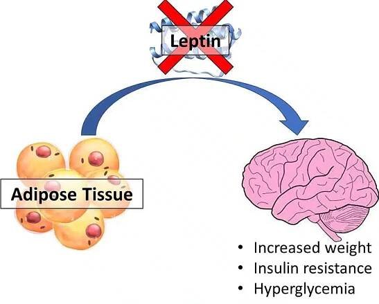 leptin-dysfunction