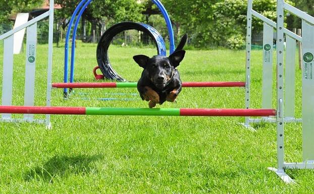 hundeschule teichert - Hundeschule Teichert