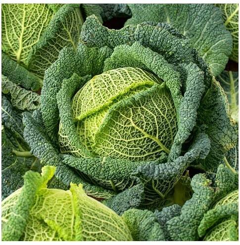 Kapusta hlávková Blistra F1 - Brassica oleracea - semena kapusty - 35 ks