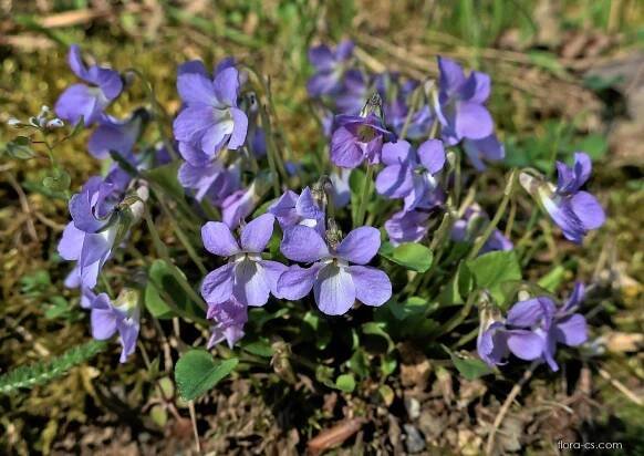 Violka písečná (Viola rupestris), květy, květenství