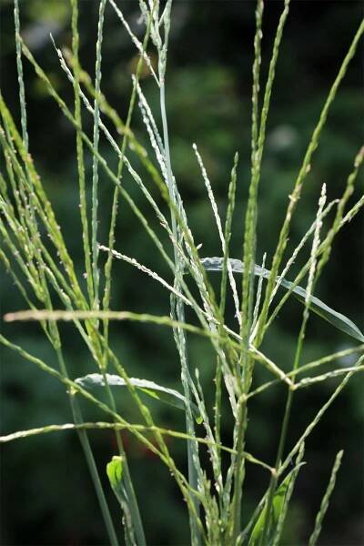 Crabgrass