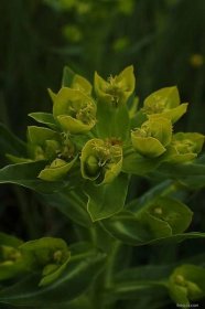 Pryšec lesklý (Euphorbia lucida)