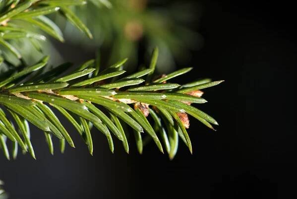 Smrk omorika Pimoko (Picea omorika)