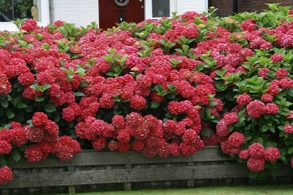 Hortenzie zahradní ROYAL RED