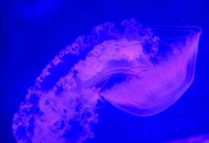 Nával v chomutovském zooparku: lidé si přišli prohlédnout medúzárium