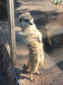 Brněnská zoo po koronavirové pauze opět otevřela: Zájem byl velký, lístky jen online