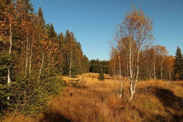 Podzimní Šumava - okolí Modravy - 12.10.2015 - Oficiální stránky města Horní Bříza