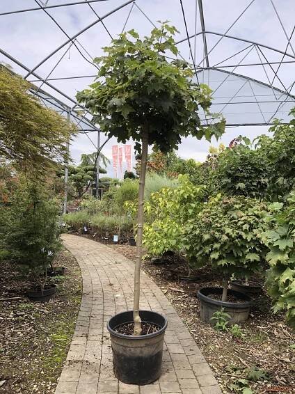 Norway maple "Globosum" | Vrtni center MOGA