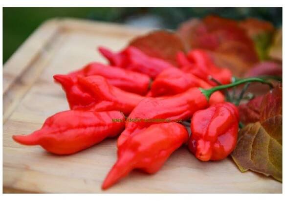 AJI ROJO