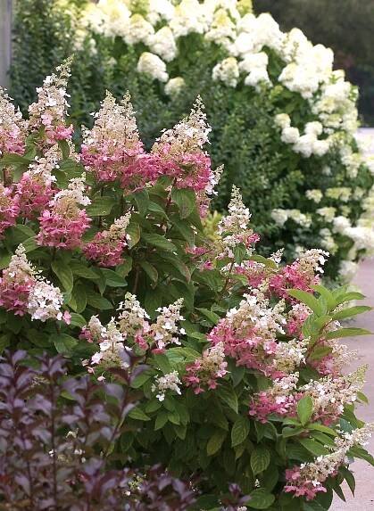 Pinky Winky® - Panicle Hydrangea - Hydrangea paniculata | Proven Winners