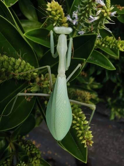 mantis female generic.jpg