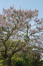 Botanický zázrak v Dymokurech kvete teprve podruhé za 35 let