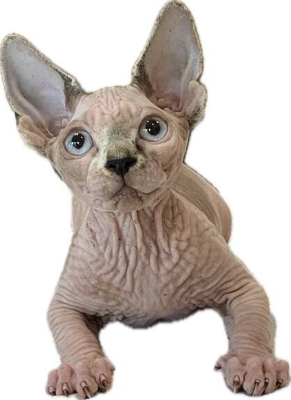 Nudels Sphynx Kittens