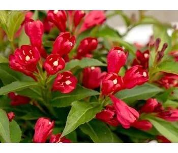 Sazenice Vajgélie květnatá 'All Summer Red' Balení: kontejner p9