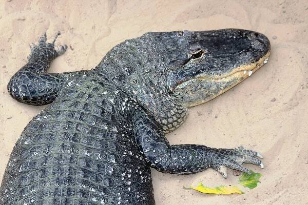 Alligator mississippiensis - aligátor americký