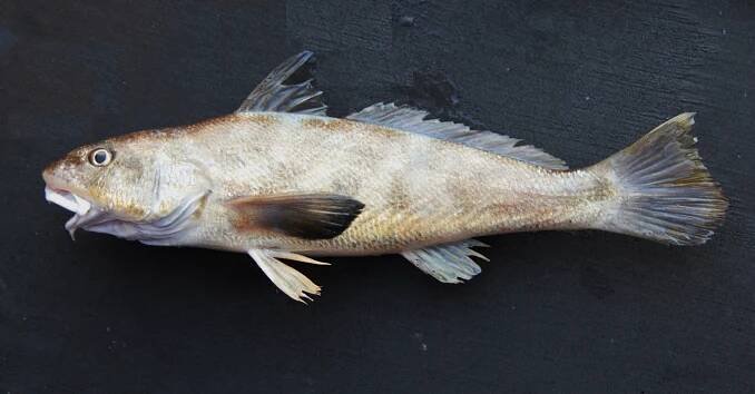 Menticirrhus