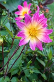 Which dahlia varieties to choose for your borders and as cut flowers #gardening #gardens #backyard #middlesizedgarden