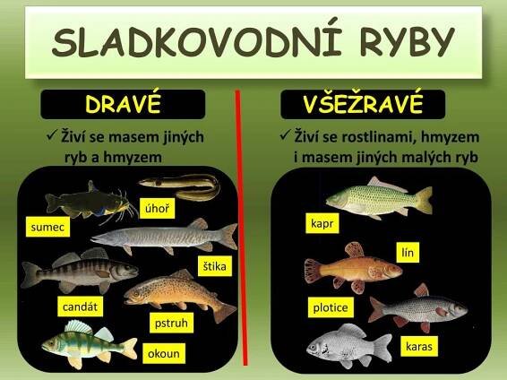 PPT - RYBY PowerPoint Presentation, free download - ID:5009158