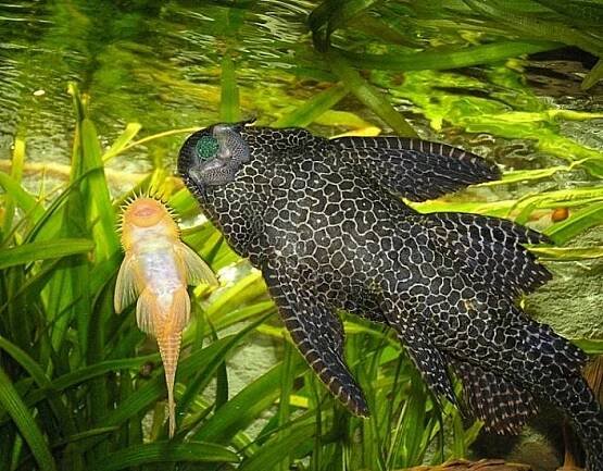 PTERYGOPLICHTHYS GIBBICEPS, GLYPTOPERICHTHYS GIBBICEPS, LORICARIIDAE