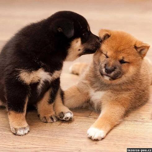 Krásná štěňátka Shiba inu