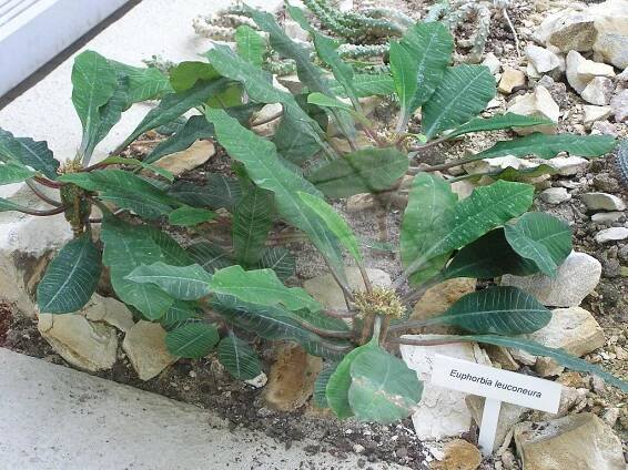 Euphorbia leuconeura - eshop, prodej, semena, rostliny, pěstování, fotografie, množení, popis, atd. -> www.rostliny.net