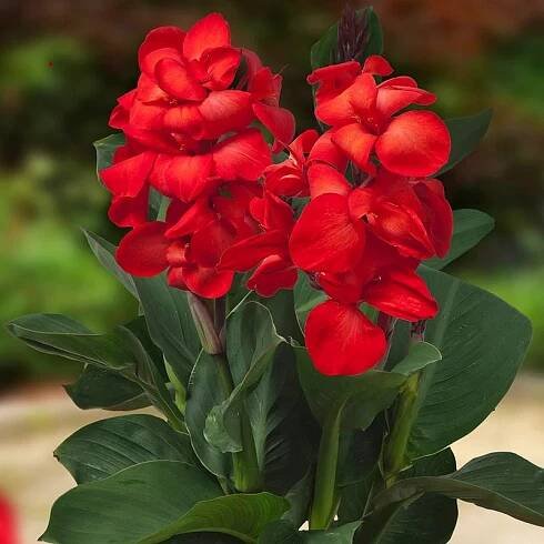 Kana (dosna) Happy Carmen (CannaSol, červená)