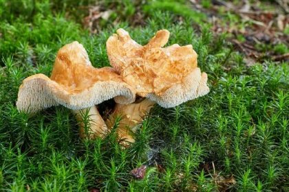 hydnum repandum. houba v přírodním prostředí - lišák zprohýbaný - stock snímky, obrázky a fotky