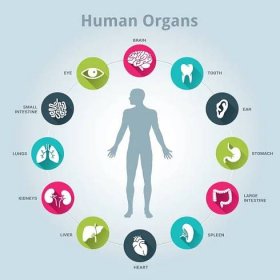 Lékařská lidské orgány ikonky s tělem ve středu — Ilustrace