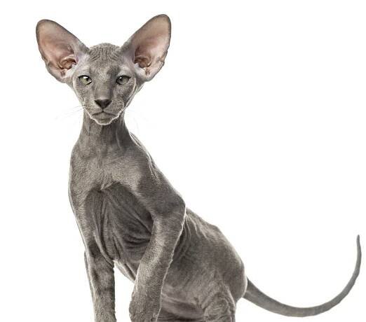 Peterbald