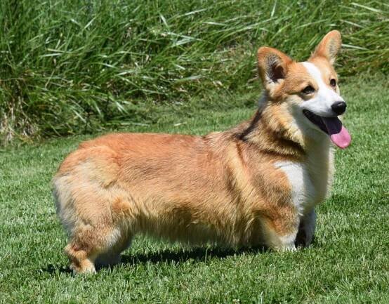 Pembroke Welsh Corgi Puppies | F&M Corgis 