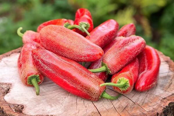 Jalapeno Farmer | Chilli semena | Chilli semena | Chilli semínka | Chilli omáčky | GOROL CHILLI