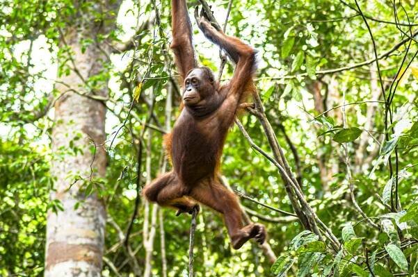 Sabah & Sarawak (Borneo) | Rund um die Welt