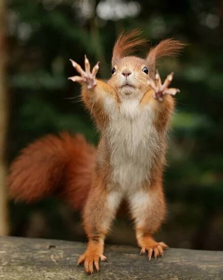 39 Funny/Cute Animal Pics - Gallery | eBaum's World