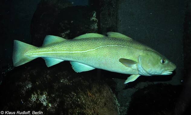 Gadus morhua - treska obecná