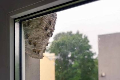 vosa úl visí u okna v městské oblasti. divoký úl venku na budově. nikdo - vosí hnízdo - stock snímky, obrázky a fotky