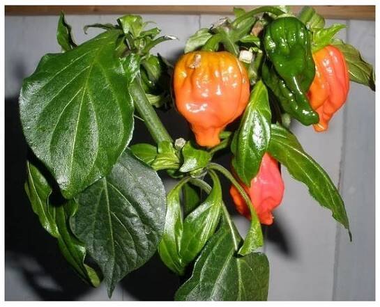 Chilli Dorset Naga - Capsicum chinense - semena - 6 ks