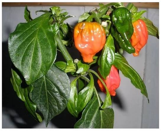 Semena chilli papričky – Chilli Dorset Naga – Capsicum chinense